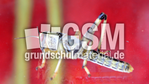 Afrikanische Wüstenwanderheuschrecke (5).jpg